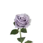 Lila / paars / lavendel zijden bloem rozen 55 cm