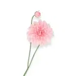 Losse zijde bloem Dahlia roze - 78cm
