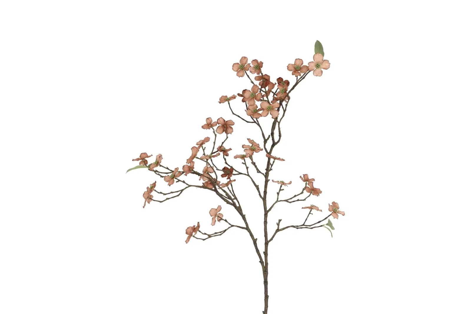 Countryfield kunstbloemen Cornus Florida bruin - 86,4 cm Countryfield kunstbloemen Cornus Florida bruin - 86,4 cm - Afbeelding 1