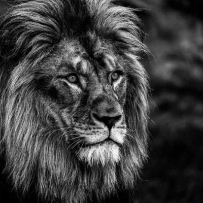 Glasschilderij 120x80cm Mannetjes leeuw zwart/wit