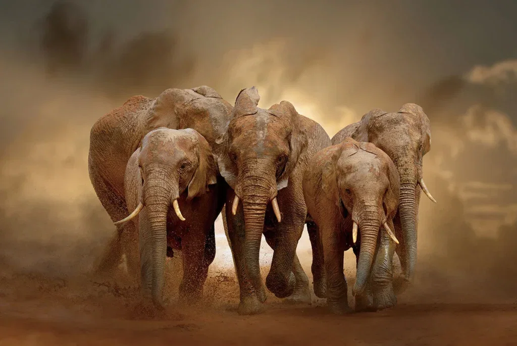 Glasschilderij 120x80cm Olifant