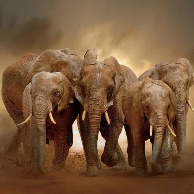 Glasschilderij 120x80cm Olifant