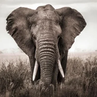 Glasschilderij 160x110cm Olifant