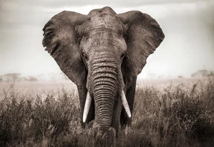 Glasschilderij 160x110cm Olifant