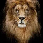 Glasschilderij 80x120cm Leeuwenkop midden