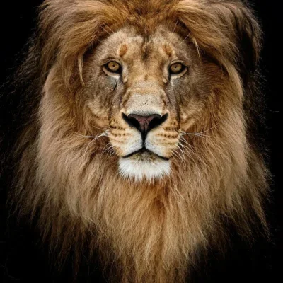 Glasschilderij 80x120cm Leeuwenkop midden