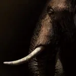 Glasschilderij 80x120cm Olifant mysterieus