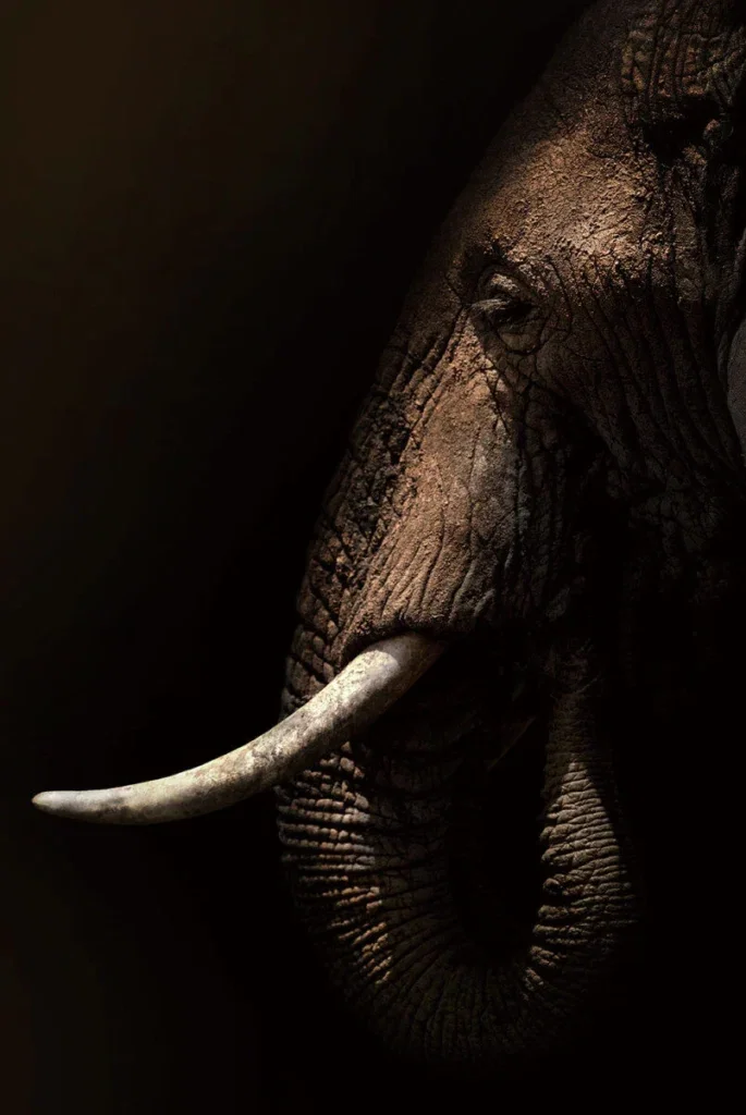 Glasschilderij 80x120cm Olifant mysterieus