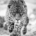 Glasschilderij 80x120cm Panter zwart/wit