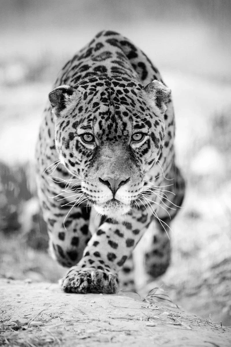 Glasschilderij 80x120cm Panter zwart:wit Glasschilderij 80x120cm Panter zwart/wit