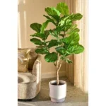 Kunstplant Ficus Groen - 150 cm - Afbeelding 5