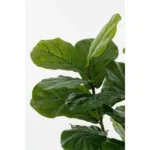 Kunstplant Ficus Groen - 150 cm - Afbeelding 3