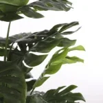 Kunstplant Monstera Groen - 160 cm - Afbeelding 3