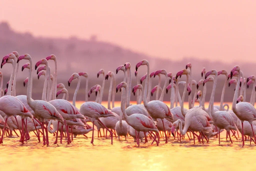 Glasschilderij 120x80cm Flamingo's