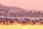 Glasschilderij 120x80cm Flamingo's