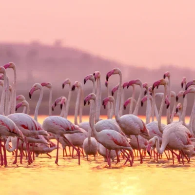 Glasschilderij 120x80cm Flamingo's