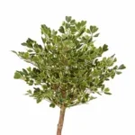 Kunstplant Ficus Groen - Afbeelding 3