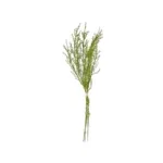 Bundel Betula Liguster 3x groen - 5x15x42CM
