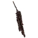 Erwten plantje Bruin 35 cm
