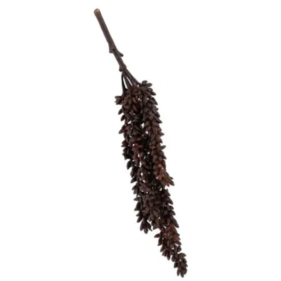 Erwten plantje Bruin 35 cm