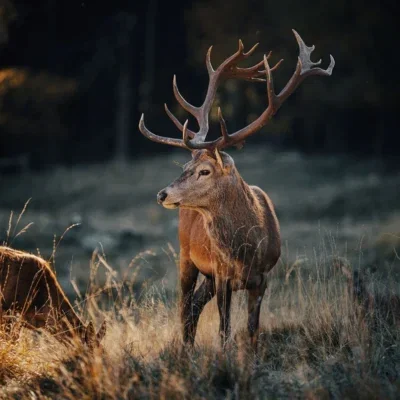 Glasschilderij 80x120cm Damhert