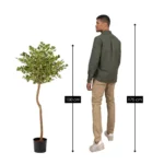 Kunstplant Ficus Groen - Afbeelding 2