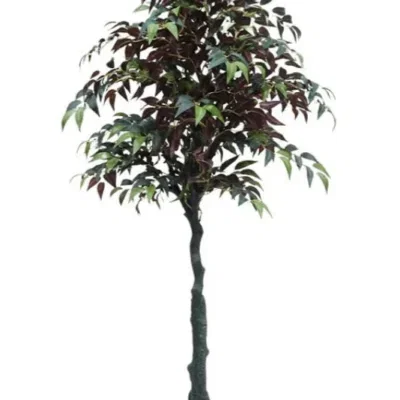 ficus-150cm.