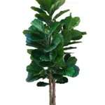fiddle-leaf-fig-kunstplant-160cm