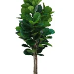 fiddle-leaf-fig-kunstplant-180cm