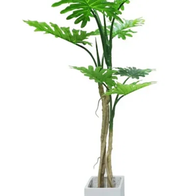 philondendron-160cm