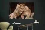 Glasschilderij 120x80cm Leeuwenstel - Afbeelding 2