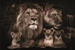Glasschilderij 120x80cm Leeuwenfamilie met 3 welpjes