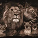 Glasschilderij 120x80cm Leeuwenfamilie met 3 welpjes
