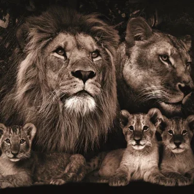 Glasschilderij 120x80cm Leeuwenfamilie met 3 welpjes