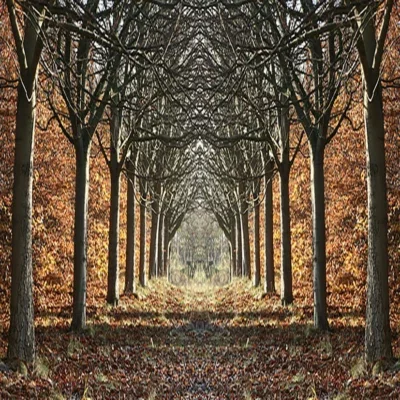 Glasschilderij 160x110cm Bos