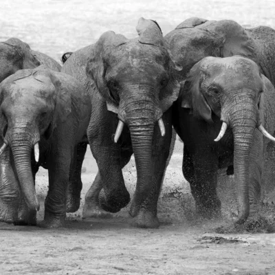 Glasschilderij 160x110cm Groep olifanten met water zwart/wit