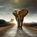 Glasschilderij 160x110cm Olifant op de weg